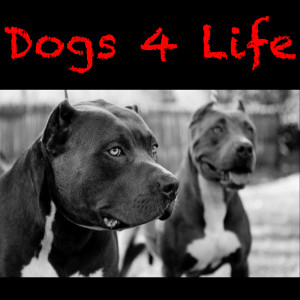 Listen to Walk With Me song with lyrics from DMX