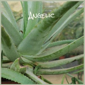 Album Angelic oleh Various