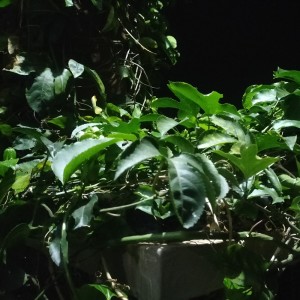 收听Ijah的Takan hidup歌词歌曲