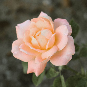 ดาวน์โหลดและฟังเพลง มาลา (Slow Version) พร้อมเนื้อเพลงจาก YOKiYOK