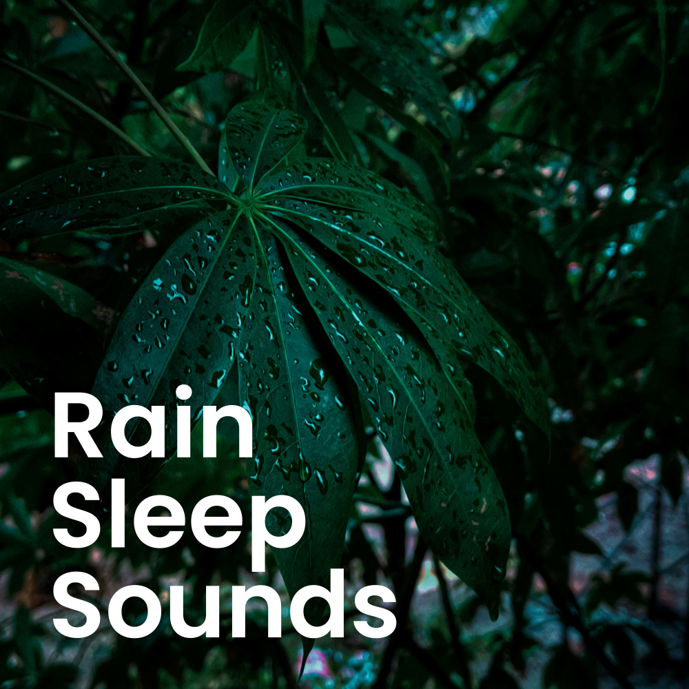 Echoes of Rain & Whispering Wind in the Woods