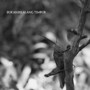 Listen to Bukan Belalang Tempur song with lyrics from Fendy Rizk