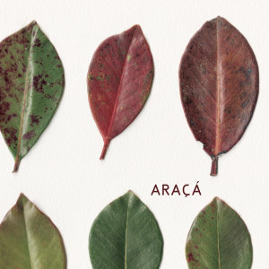 ดาวน์โหลดและฟังเพลง Bacalhau Com Cumari พร้อมเนื้อเพลงจาก Araçá Quarteto