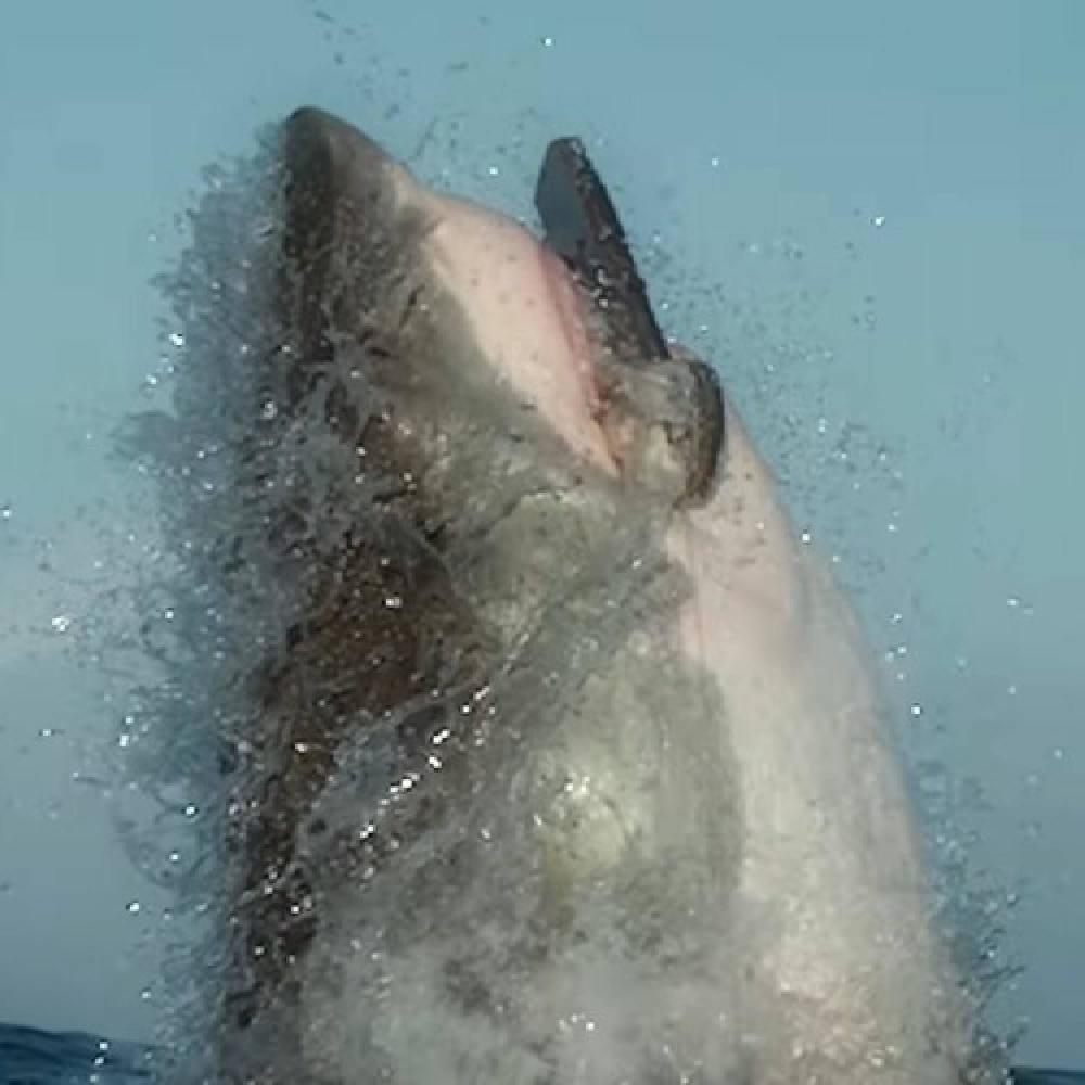 jaws (feat. 1sadboii) (Explicit)