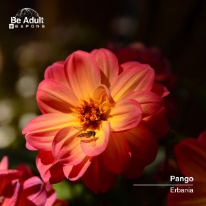 Listen to Ajuy song with lyrics from Pango