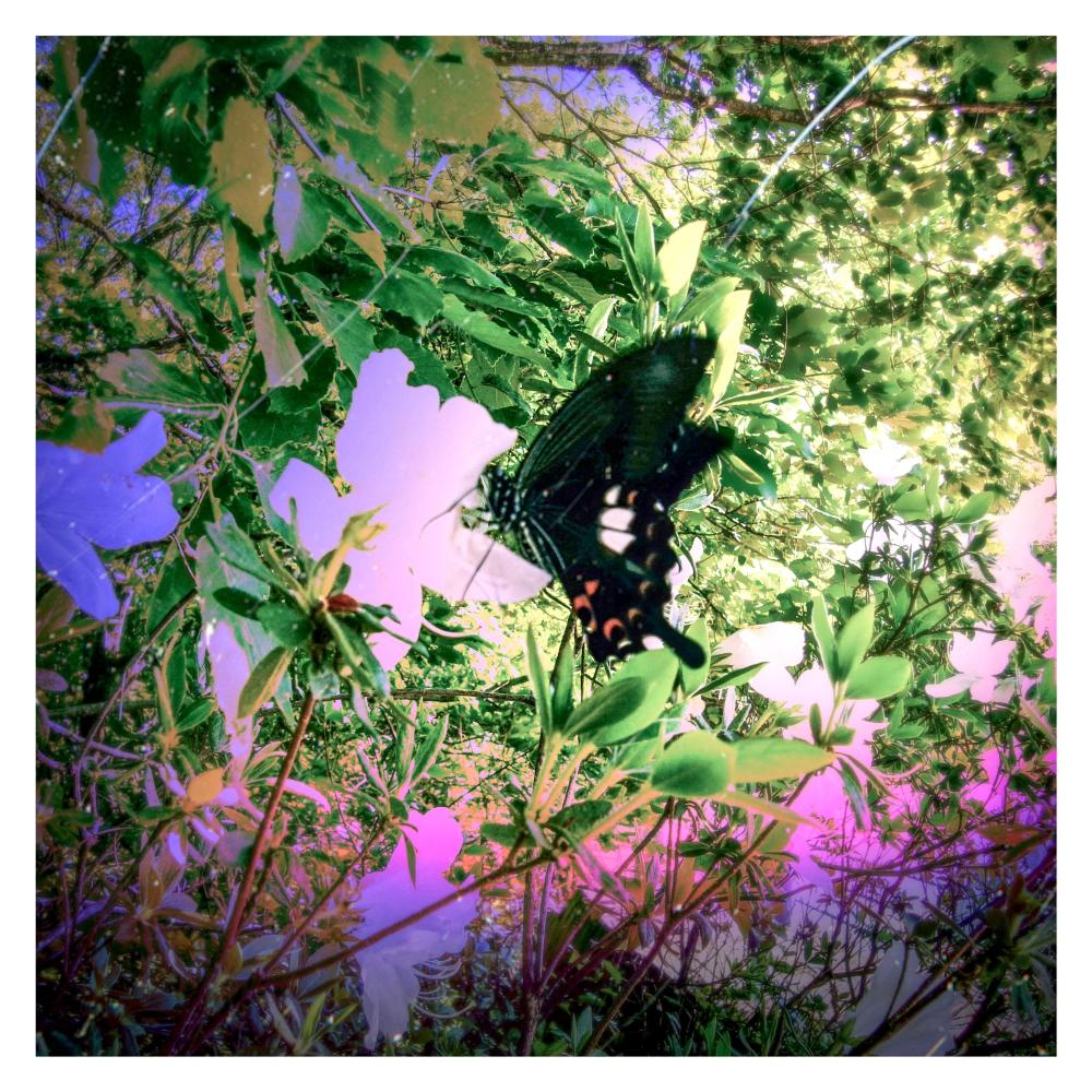 Butterfly (Explicit)