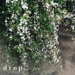 อัลบัม drop ศิลปิน 