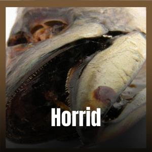 Album Horrid from Various