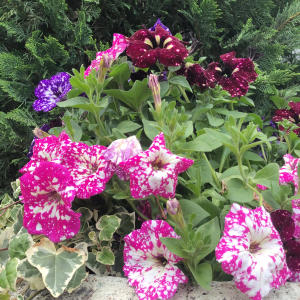 收聽SYTFO的We Did It!!! (feat. yvabella & SOWL) (Explicit)歌詞歌曲