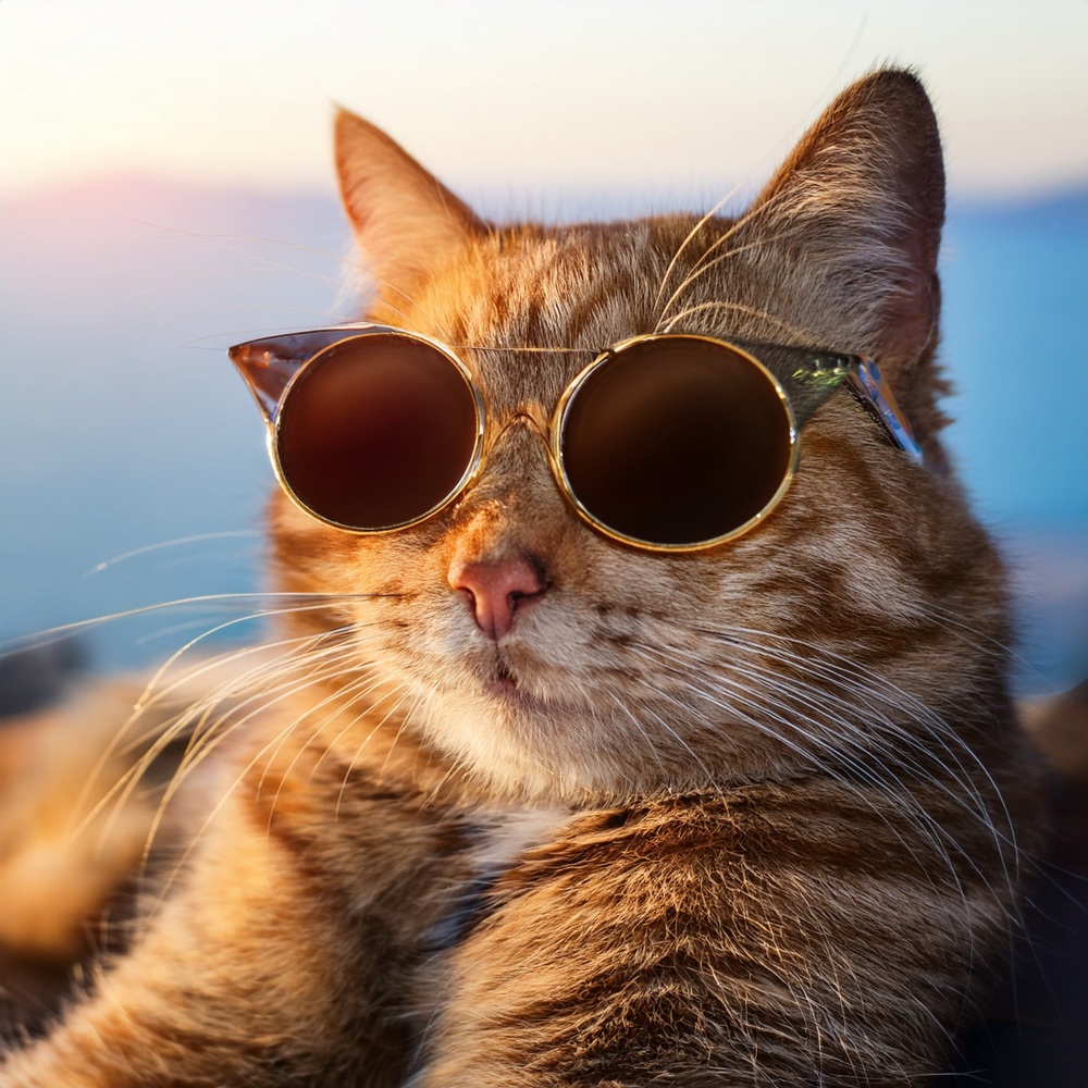 A Furry Friend's Dream
