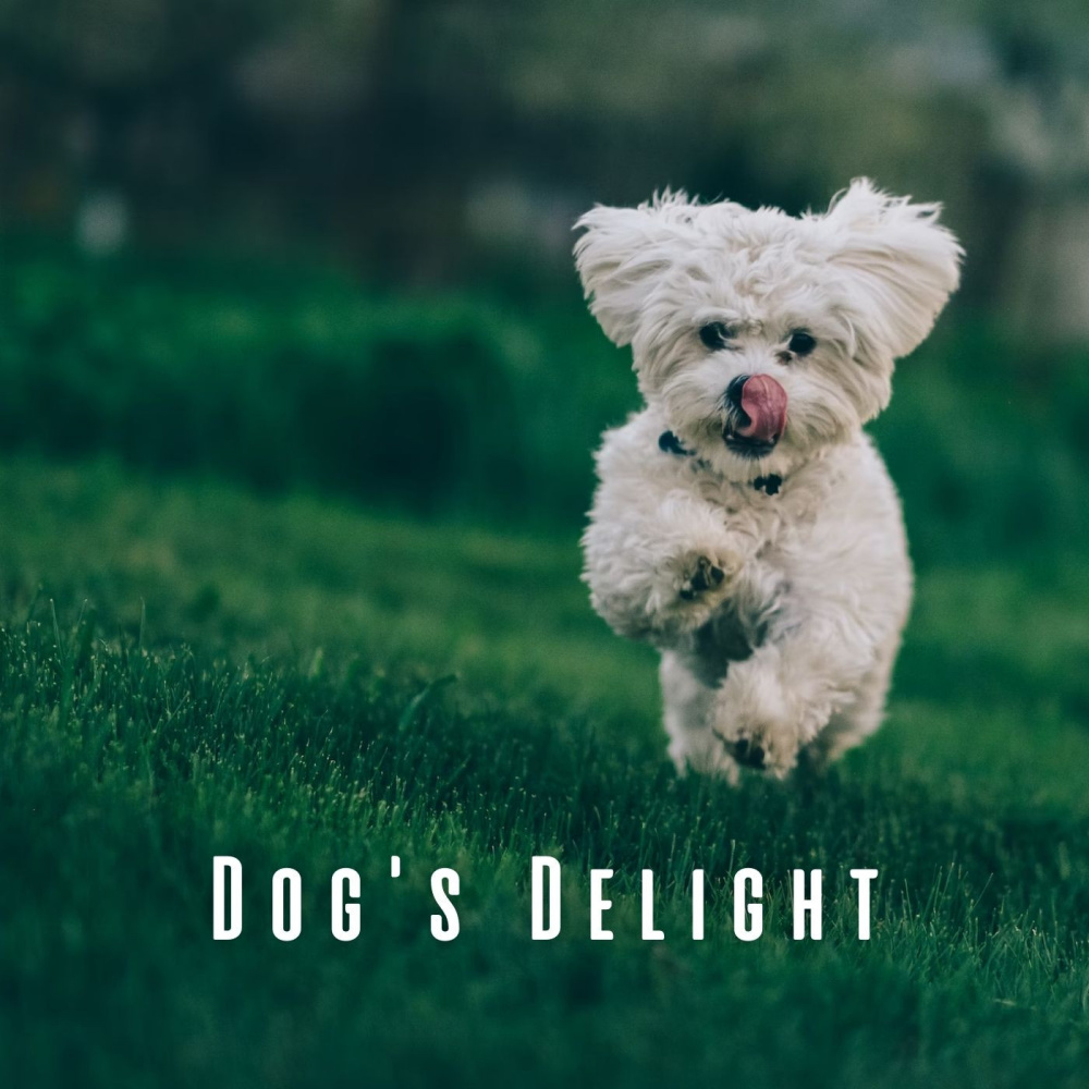 Heartfelt Dog Oasis