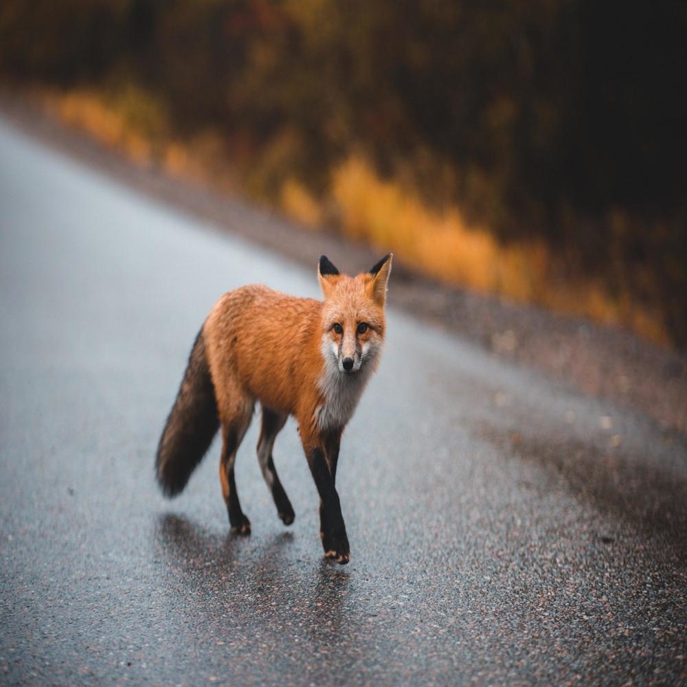 I Love FOX (Explicit)