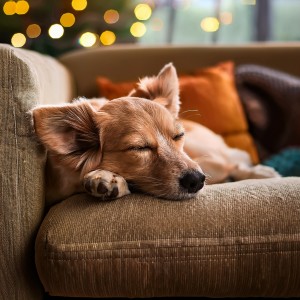 ดาวน์โหลดและฟังเพลง Melodías De Ladrido Ventosa พร้อมเนื้อเพลงจาก Viajero de los sueños