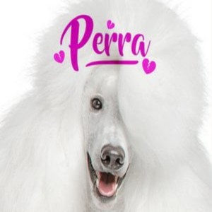 ดาวน์โหลดและฟังเพลง Perra พร้อมเนื้อเพลงจาก DJ Tik Tok