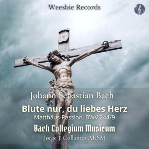Listen to St. Matthew Passion, BWV 244/9: Blute nur, du liebes Herz! song with lyrics from Jorge J. Collantes