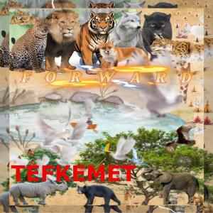 Tefkemet的專輯Forward (Radio Edit)