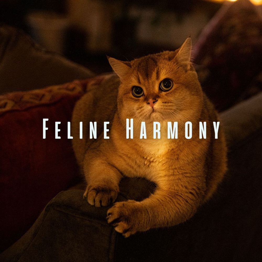 Catnap Cadence
