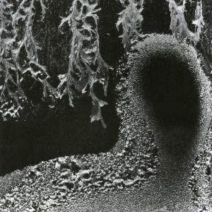 Album Spinning bosons from Marco Lucchi