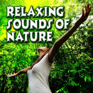 收聽Sounds Of Life的Forest Bird Chatter for Deep Sleep and Relaxation歌詞歌曲