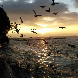 ดาวน์โหลดและฟังเพลง 舒服旋律 (DJ青雨|DJA名|DJ龙仔|DJ阿正 remix) (Remix) พร้อมเนื้อเพลงจาก DJ雨阿