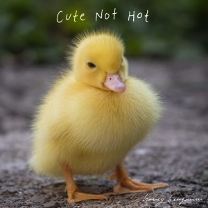 Album Cute Not Hot (Explicit) from 