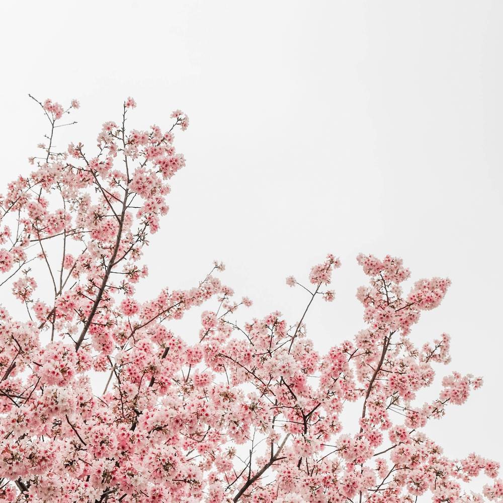 Blossom