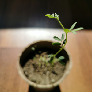 ดาวน์โหลดและฟังเพลง Study Music พร้อมเนื้อเพลงจาก Pro Sounds of Nature
