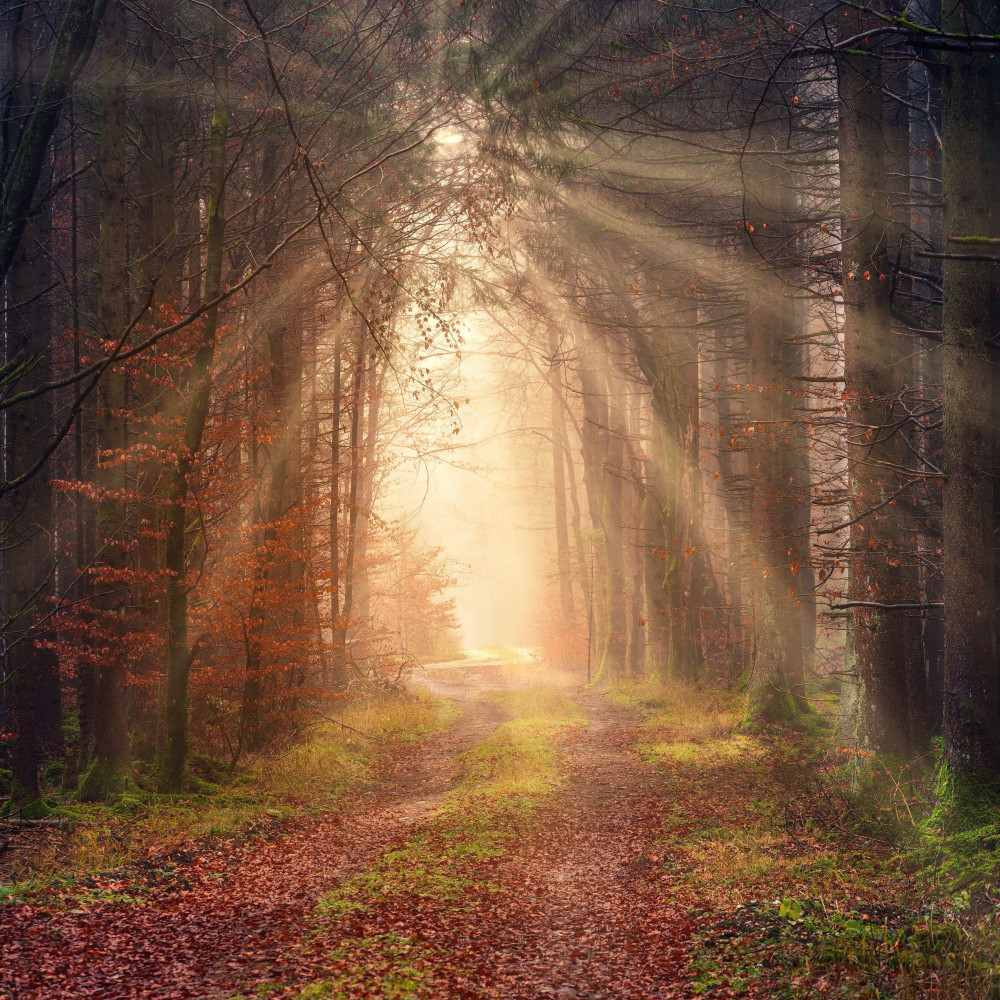 Morning's Nature Dawn Melody