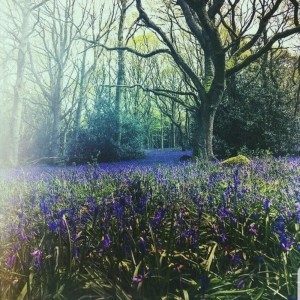 ดาวน์โหลดและฟังเพลง Roach พร้อมเนื้อเพลงจาก Lazy Tree Records