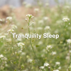 Self Care Meditation的专辑Tranquility Sleep