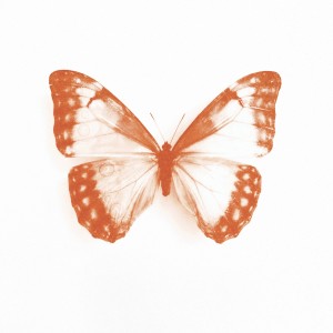 ¥oungLord-張金泰的專輯一朵蝴蝶