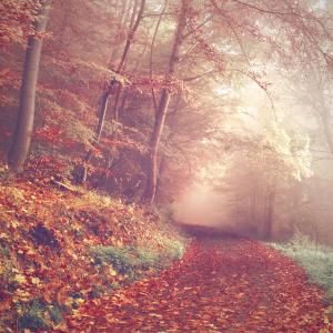 ดาวน์โหลดและฟังเพลง Autumn พร้อมเนื้อเพลงจาก Kozoro