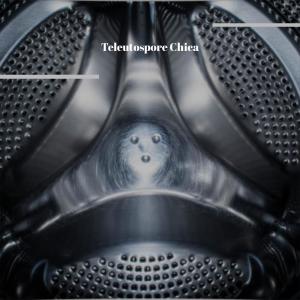 Listen to Teleutospore Chica song with lyrics from Cian Defer