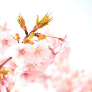 Dengarkan lagu 恋模様のBeliever (feat. 初音ミク) nyanyian market.@やらかしP dengan lirik