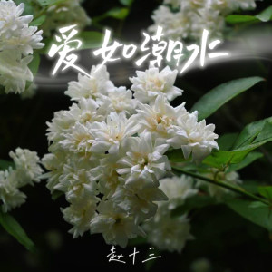 赵十三的专辑爱如潮水