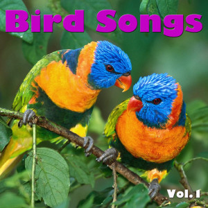 Dengarkan Rook lagu dari Wildlife dengan lirik