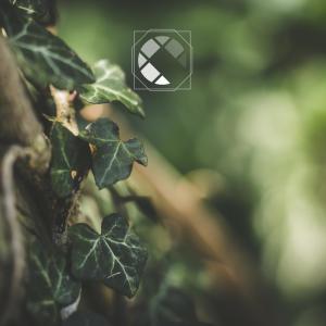 Echo Grid的专辑Nycterine