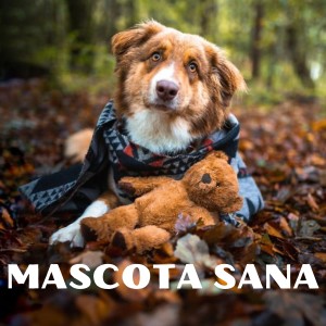Album MASCOTA SANA oleh Mascota