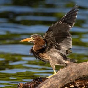 Listen to Sleep Music song with lyrics from Pro Sounds of Nature