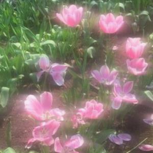 Listen to Seeing Old Things song with lyrics from petal boy