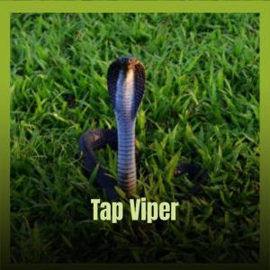 ดาวน์โหลดและฟังเพลง Tap Viper พร้อมเนื้อเพลงจาก Kote Rery