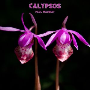 Album Calypsos from Paul Mauriat