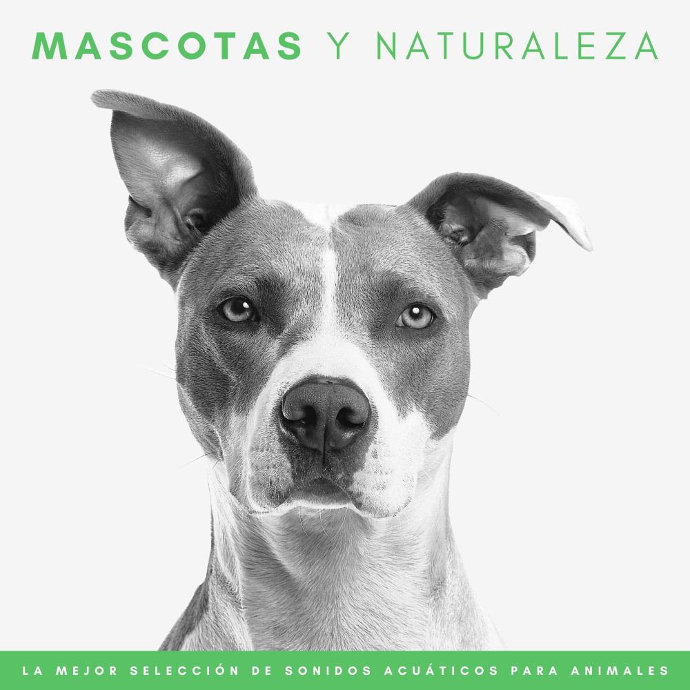 Un Entorno Acogedor Para Las Mascotas