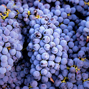 ดาวน์โหลดและฟังเพลง Grapes พร้อมเนื้อเพลงจาก Luis Berra