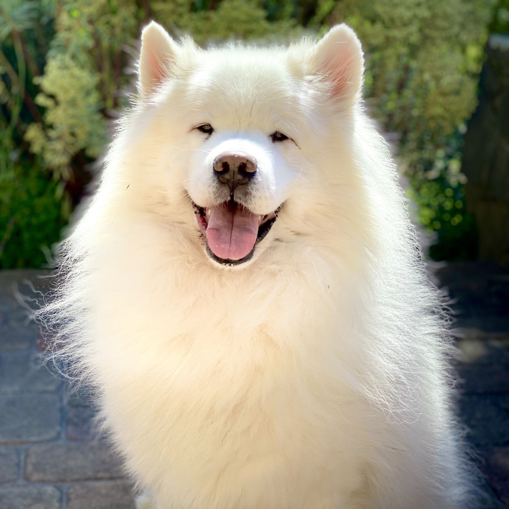 Doggy Tranquility Through Piano Melodies