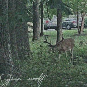 收聽sylva woolf的passerine (feat. saoirse dream) (Explicit)歌詞歌曲