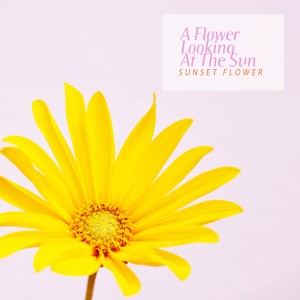อัลบัม A Flower Looking At The Sun ศิลปิน Sunset Flower