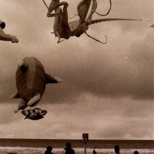 收聽Amy Root的Alike (Explicit)歌詞歌曲