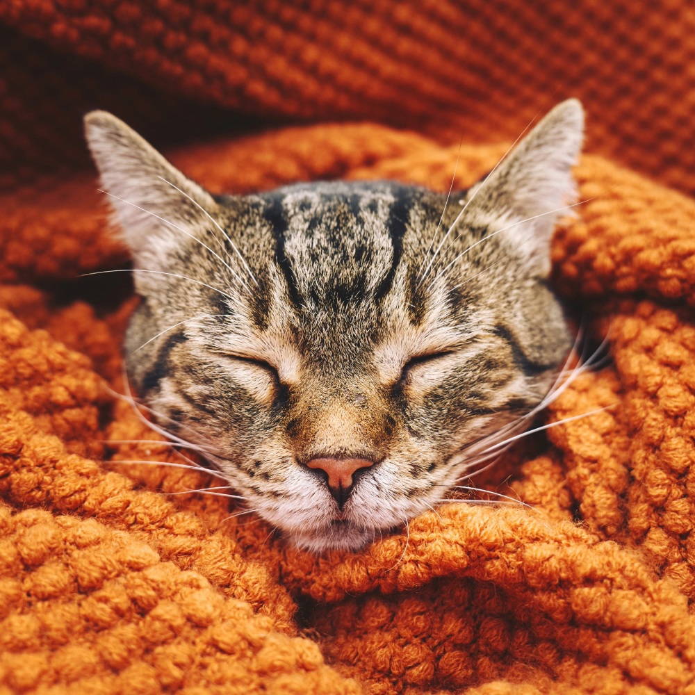 Tranquil Lofi for Cats