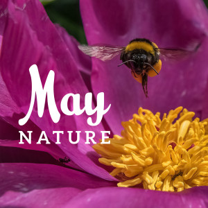 อัลบัม May Nature (30 Sounds of Relaxing Mixed Nature, Meditation, Sleep & Wellness Music) ศิลปิน Meditation Music Zone